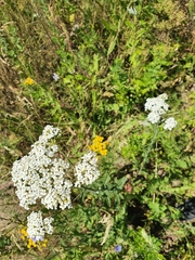 Achillea millefolium