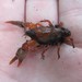 Lilly Pilly Burrowing Crayfish - Photo (c) Matthew Connors, some rights reserved (CC BY-NC), uploaded by Matthew Connors