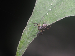 Eriovixia excelsa