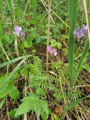 Astragalus danicus