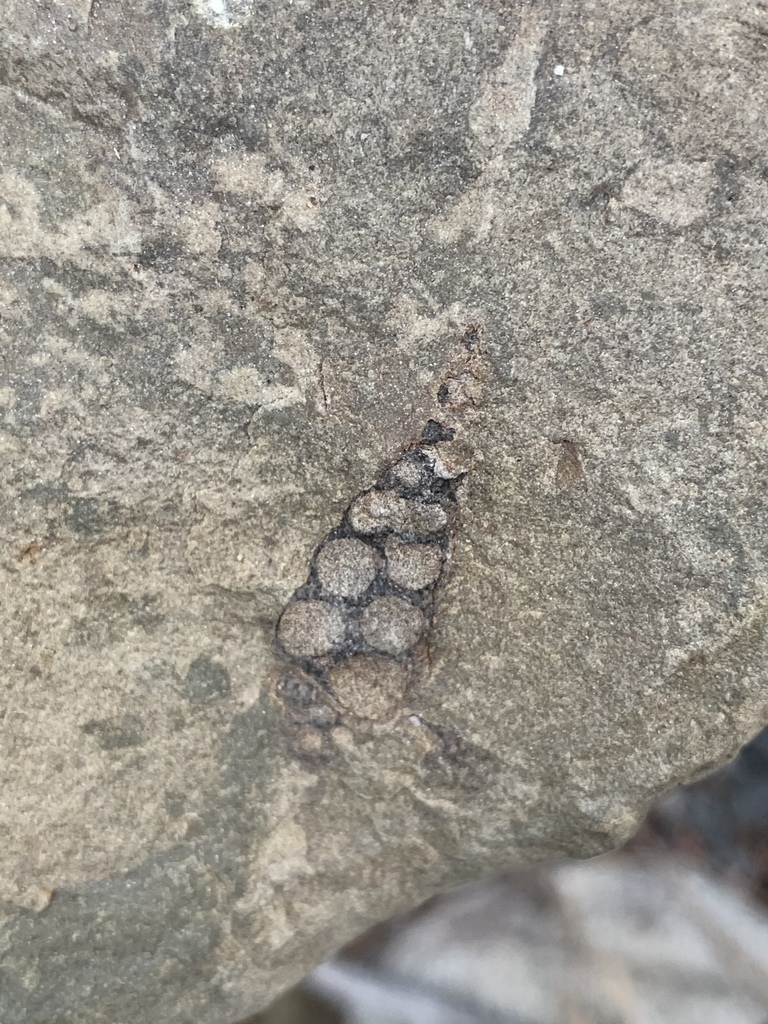 Turritella inezana