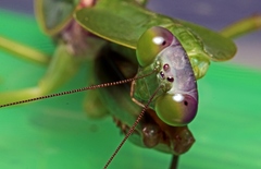 Rhombodera