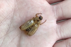 Amphimallon solstitiale