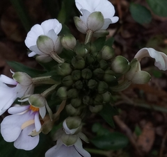 Calanthe alismifolia