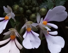 Calanthe alismifolia