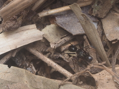 Myrmarachne jacksoni