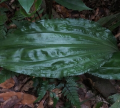 Calanthe alismifolia