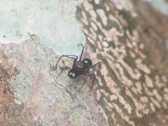 Myrmarachne jacksoni