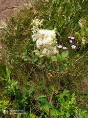 Filipendula