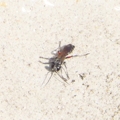 Liris subtessellatus