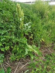 Rumex confertus