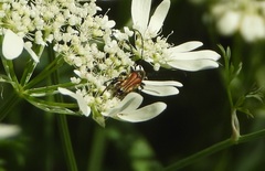 Stenopterus ater