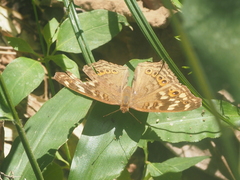 Junonia erigone