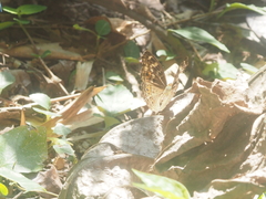 Junonia erigone