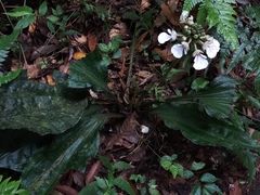 Calanthe alismifolia