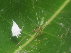 Tetragnatha hasselti