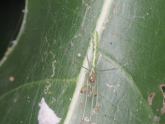 Tetragnatha hasselti