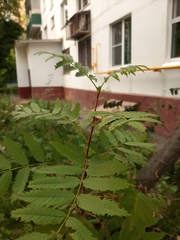 Sorbaria sorbifolia