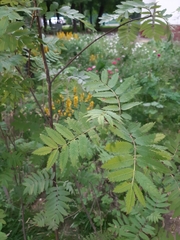 Sorbaria sorbifolia