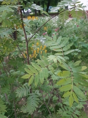 Sorbaria sorbifolia