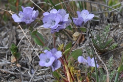 Phacelia divaricata