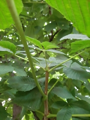 Aesculus hippocastanum
