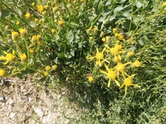 Senecio doriiformis