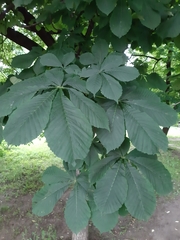Aesculus hippocastanum