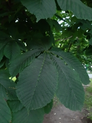 Aesculus hippocastanum
