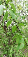Erythroxylum havanense