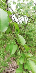 Erythroxylum havanense