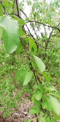 Erythroxylum havanense