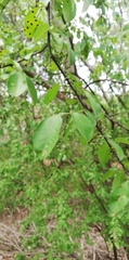 Erythroxylum havanense