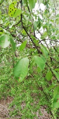 Erythroxylum havanense