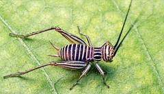 Nisitrus vittatus