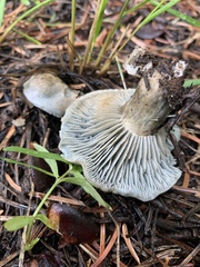 Hygrophorus caeruleus