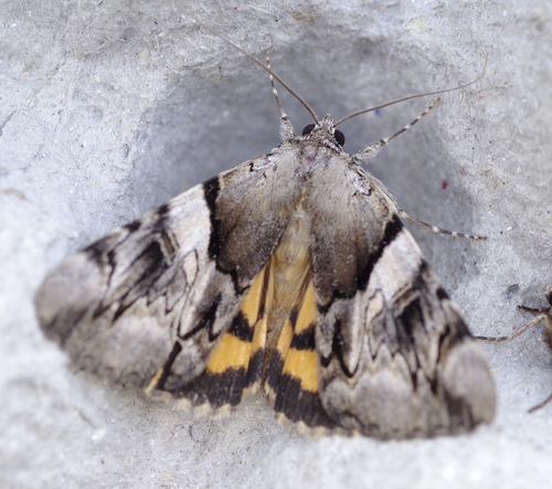 Catocala fulminea