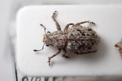 Floresianus sordidus