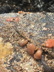 Morchellium argus
