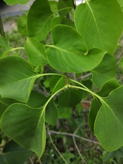 Syringa vulgaris