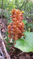 Orobanche flava