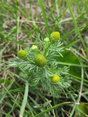 Matricaria discoidea