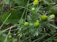 Matricaria discoidea