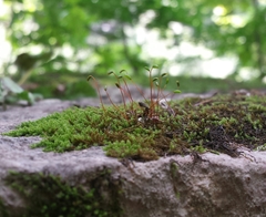 Campylophyllum halleri