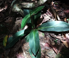 Swertia shintenensis