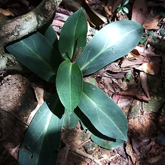 Swertia shintenensis