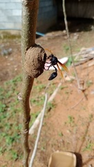 Delta pyriforme philippinense