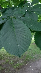 Aesculus hippocastanum