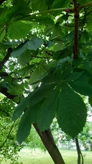 Aesculus hippocastanum