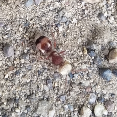 Pseudomethoca contumax